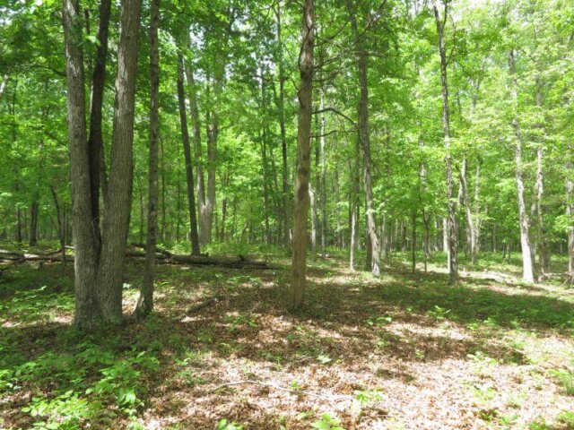 DarkHollowRdMLS52
